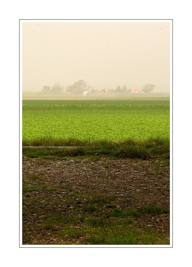 Midday fog (04.10.07) Zeeuws-Vlaanderen