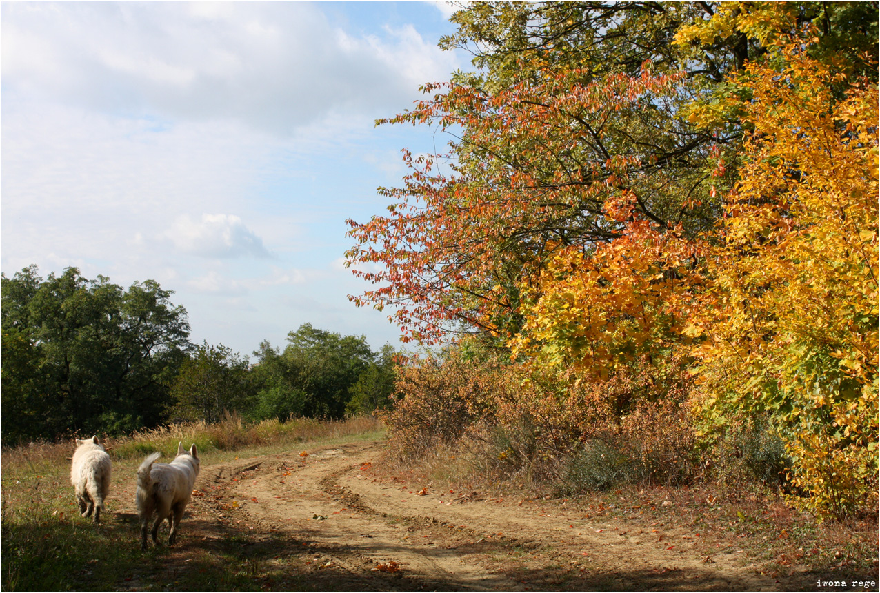 Midday Walk