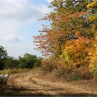 Midday Walk