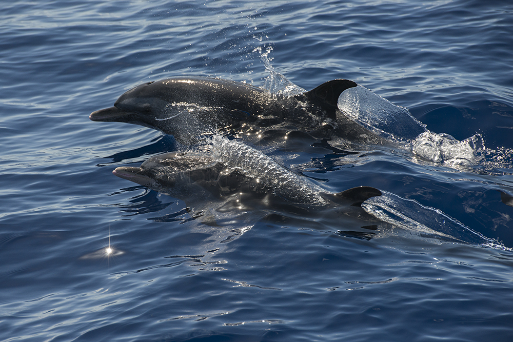 Middle atlantic spotted Dolphins...