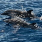 Middle atlantic spotted Dolphins...