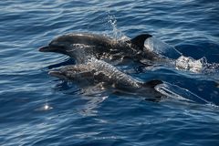 Middle atlantic spotted Dolphins...