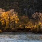 Middle Rhine Valley / Mittelrheintal - Der Auwald auf dem Bacharacher Werth leuchtet in Herbstfarben