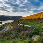 Middle Rhine Valley / Mittelrheintal - Herbstfärbung 2020 in den Wingerten (2)