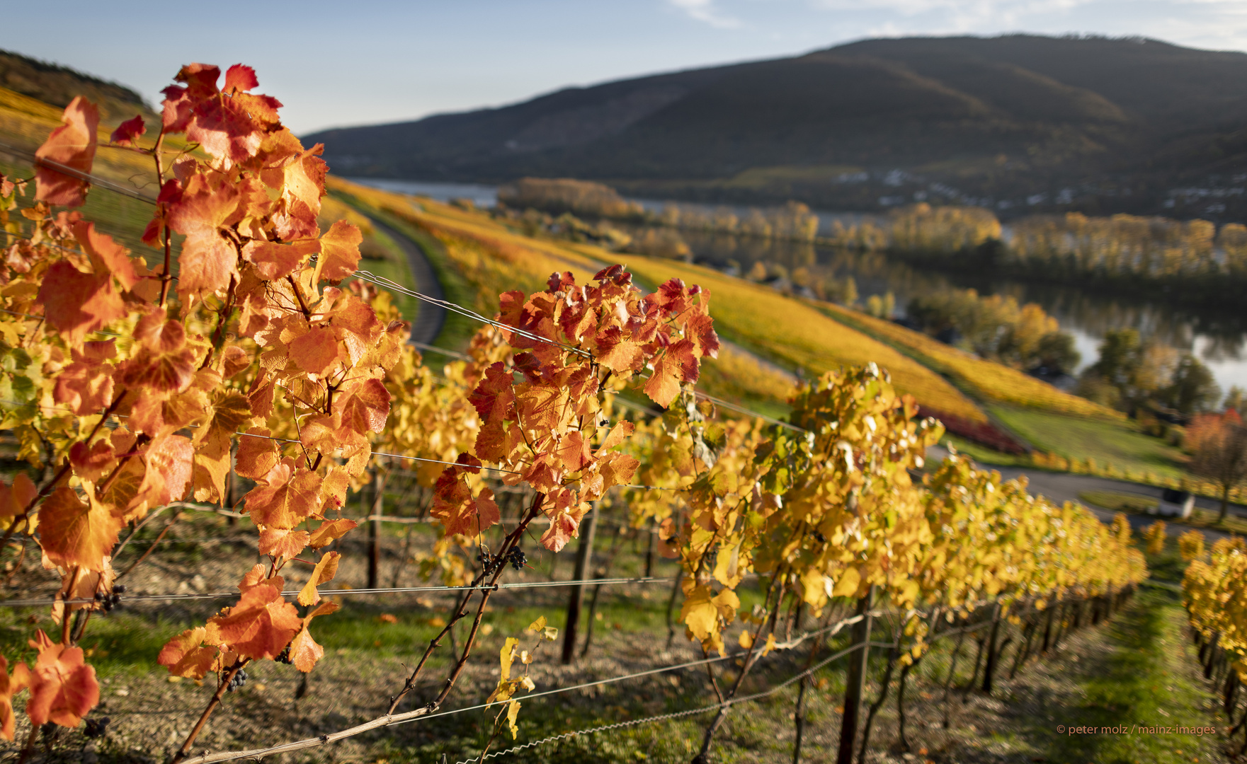 Middle Rhine Valley / Mittelrheintal - Herbstfärbung 2020 in den Wingerten