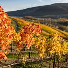 Middle Rhine Valley / Mittelrheintal - Herbstfärbung 2020 in den Wingerten