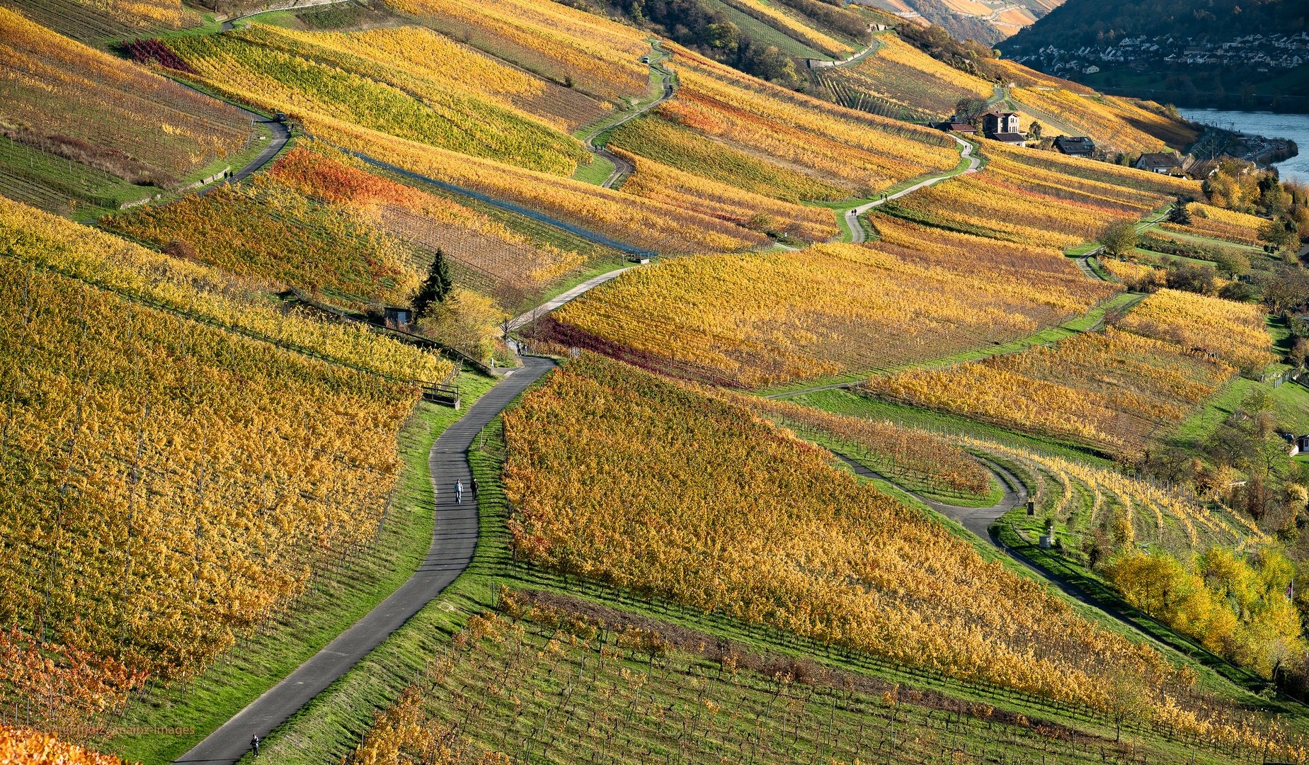 Middle Rhine Valley / Mittelrheintal - Herbstfärbung 2020 in den Wingerten (3)