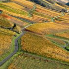 Middle Rhine Valley / Mittelrheintal - Herbstfärbung 2020 in den Wingerten (3)
