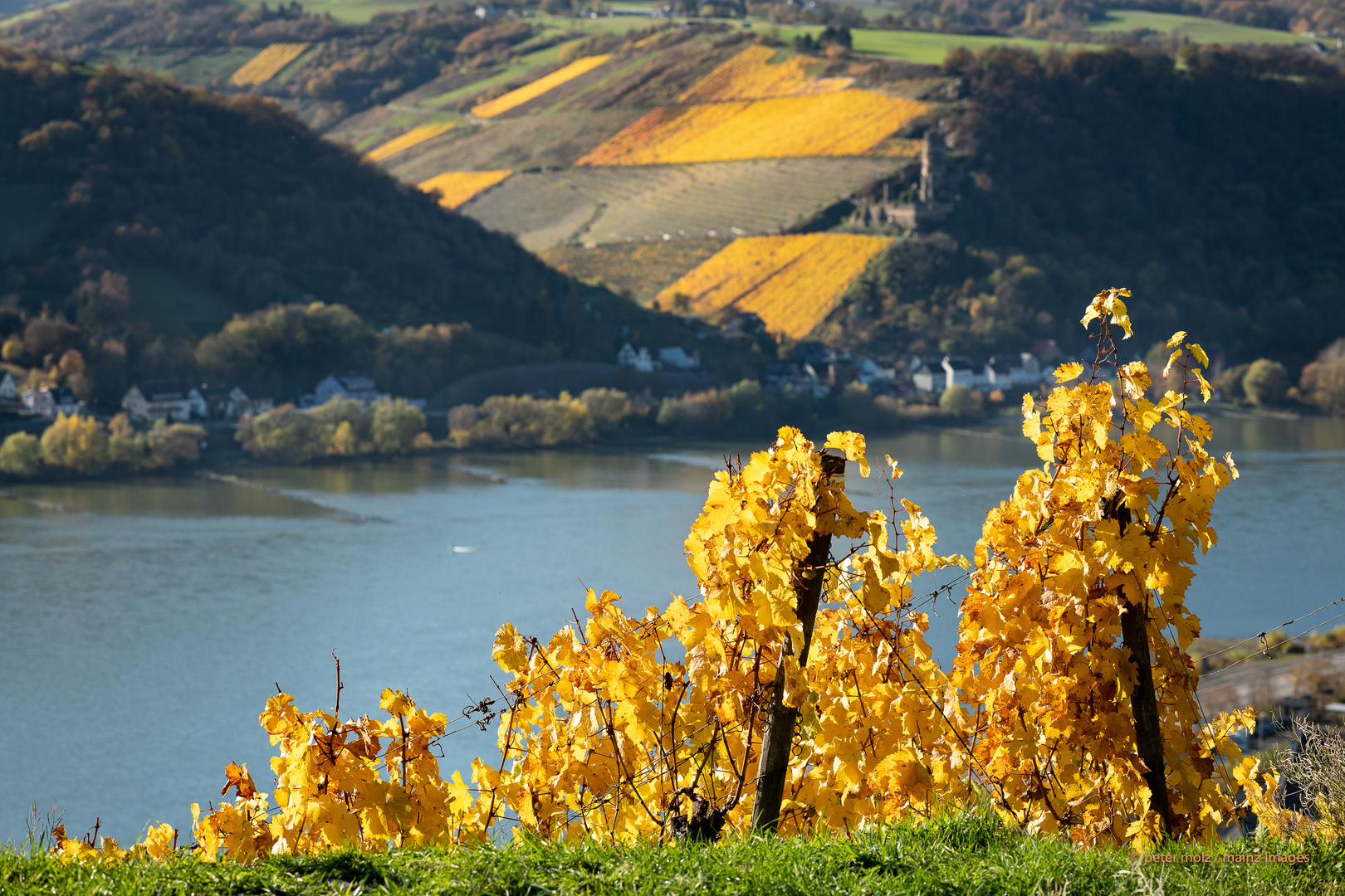 Middle Rhine Valley / Mittelrheintal - Herbstfärbung 2020 in den Wingerten (4)