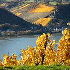 Middle Rhine Valley / Mittelrheintal - Herbstfärbung 2020 in den Wingerten (4)