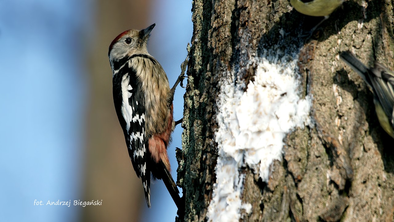 Middle Spoted Woodpecker 2