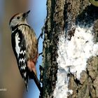 Middle Spoted Woodpecker 2