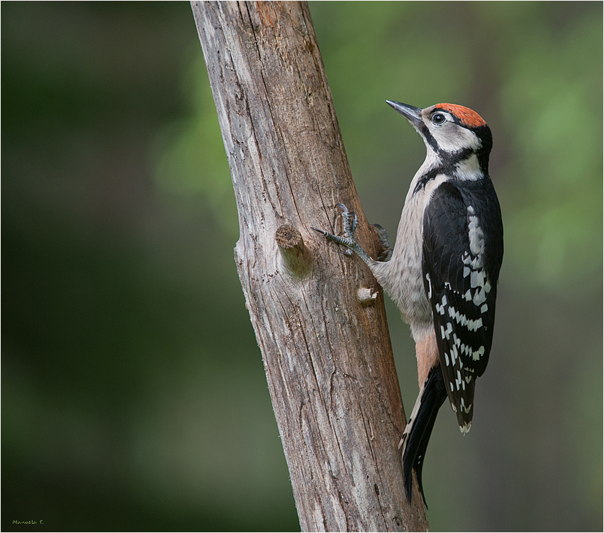 Middle spotted woodpecker