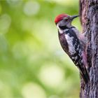 Middle spotted woodpecker