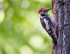 Middle spotted woodpecker