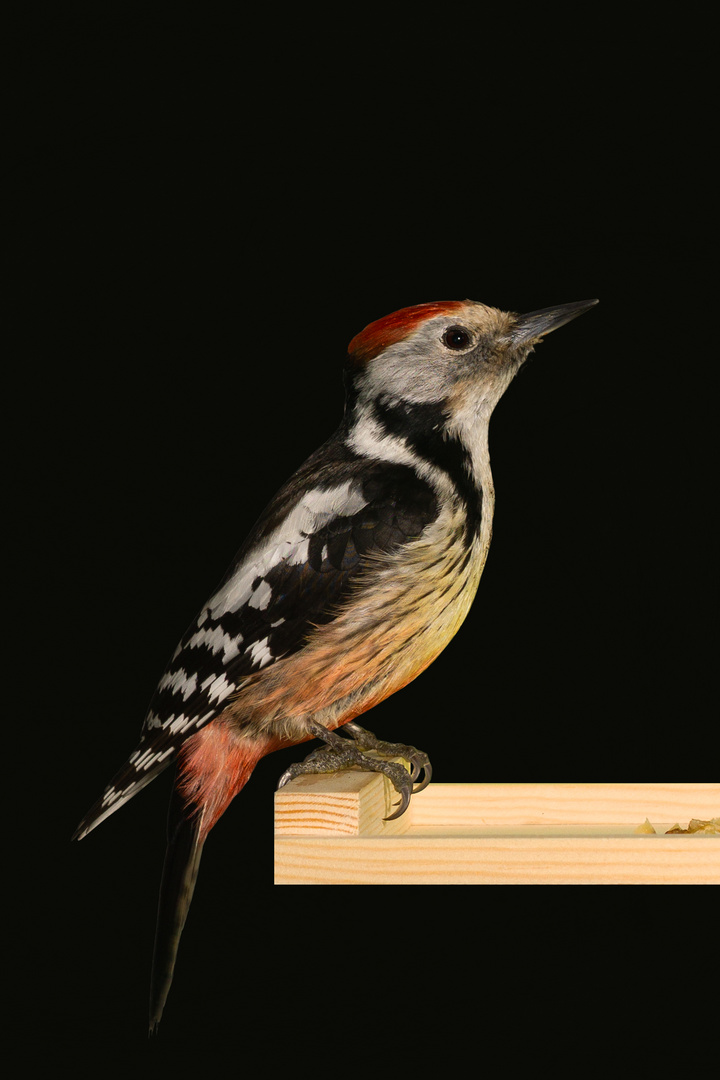Middle Woodpecker