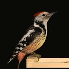 Middle Woodpecker