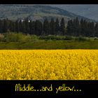 Middle....and yellow....