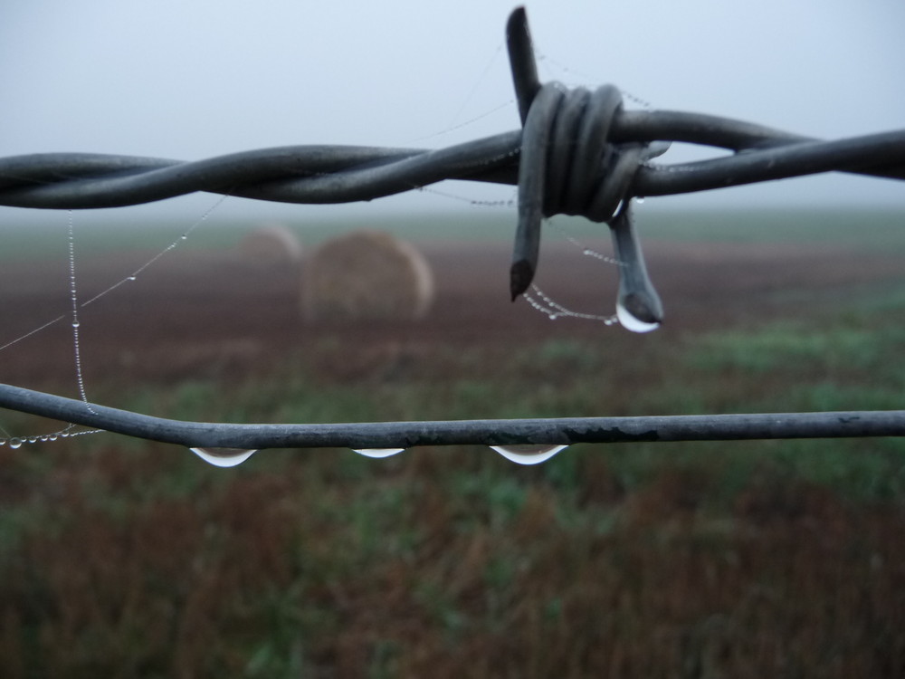 Middlemarch Barb Wire