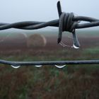 Middlemarch Barb Wire