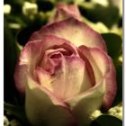 Midnight Flower