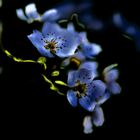 Midnight pear blossom