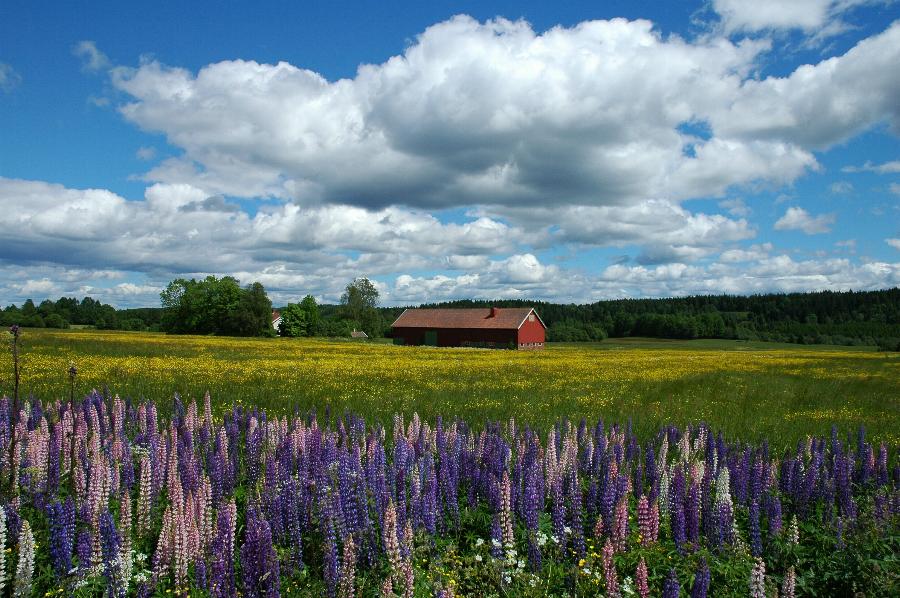 Midsommar