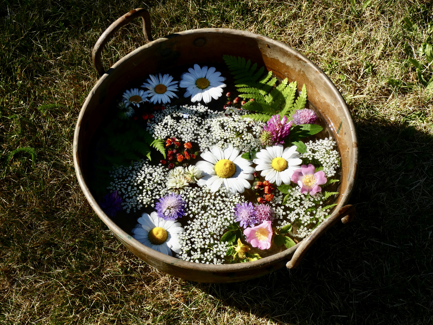 Midsommar-Blumen auf Häradsviken……….