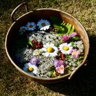 Midsommar-Blumen auf Häradsviken……….