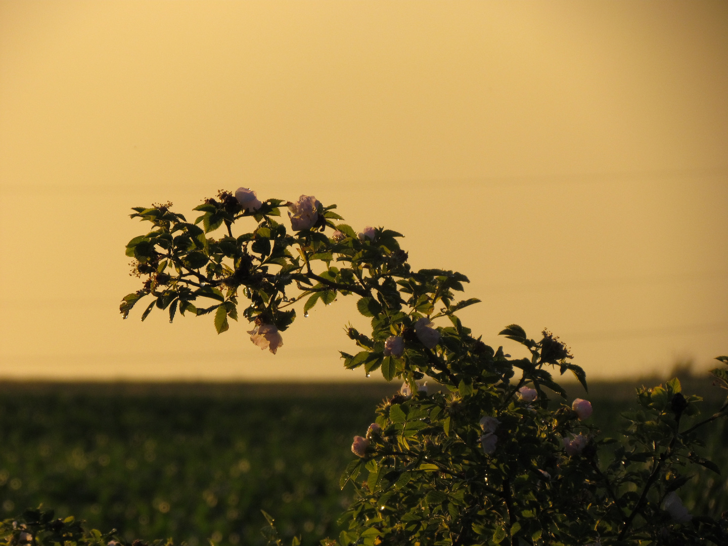 *** Midsommer 2012 ***