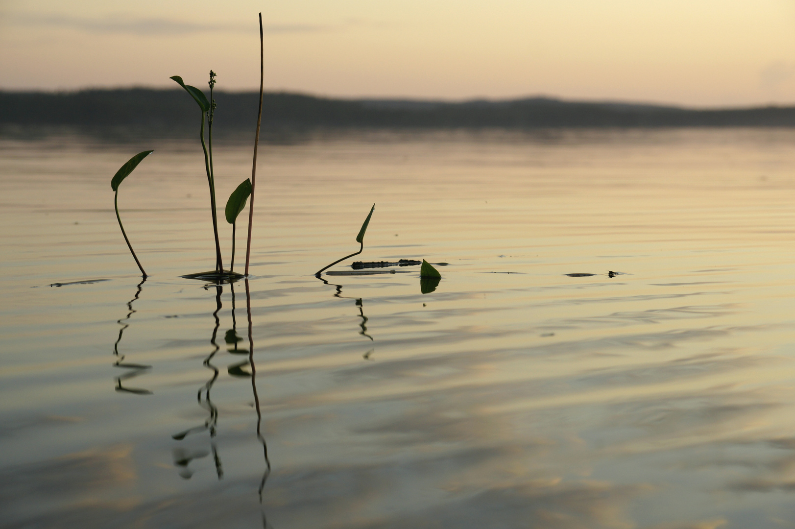 ..Midsommer..