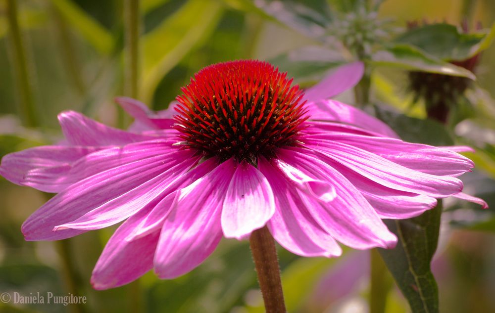 Midsummer Hampsted Garden Gerbera