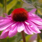 Midsummer Hampsted Garden Gerbera