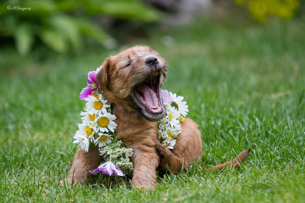 "Midsummer" Irish Soft Coated Wheaten Terrier
