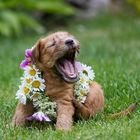 "Midsummer" Irish Soft Coated Wheaten Terrier