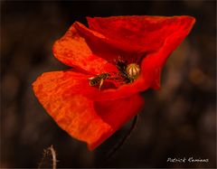 miel de coquelicot