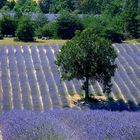 Miel de Lavende