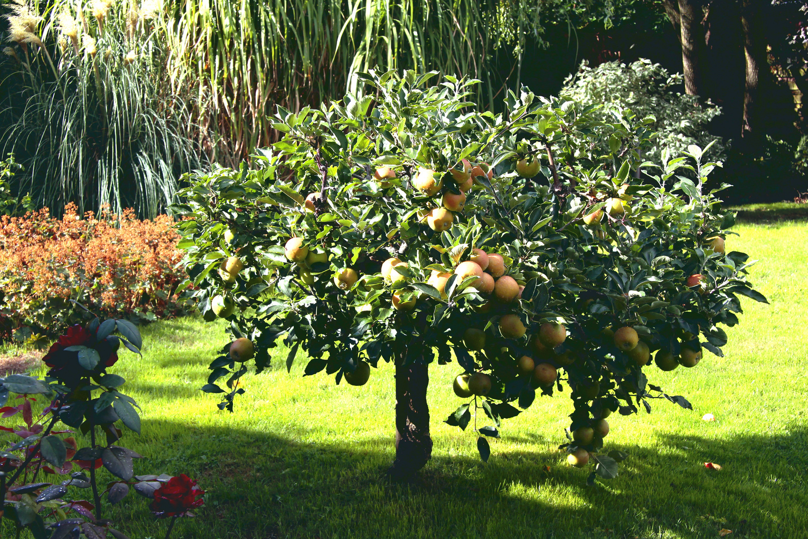 Mien Appelboom...