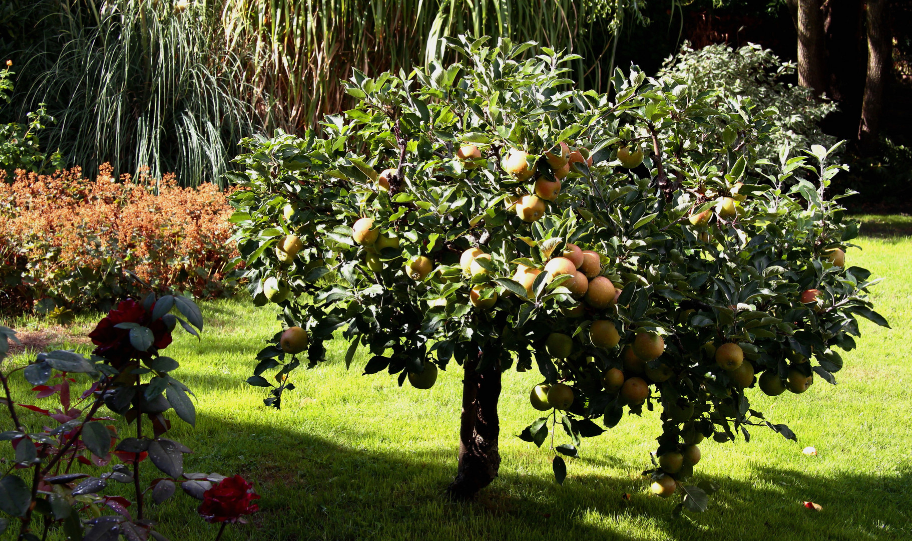 Mien lütte Appelboom...