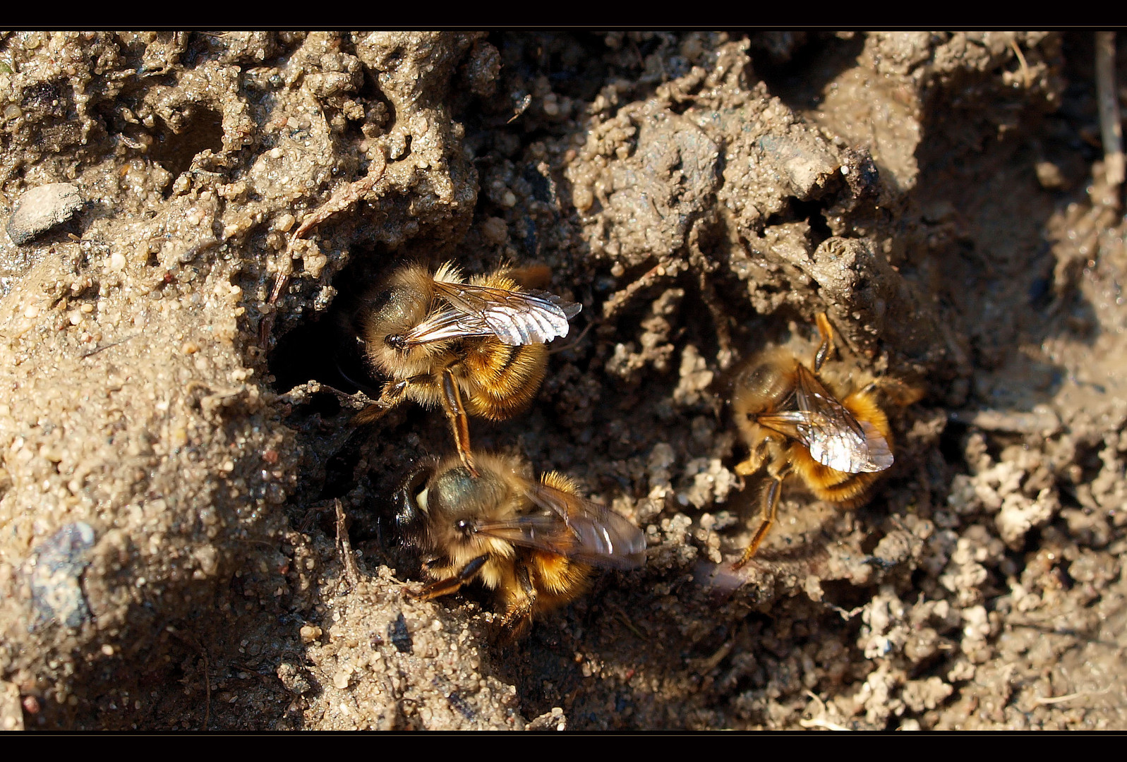 Mienenbienen