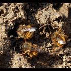 Mienenbienen