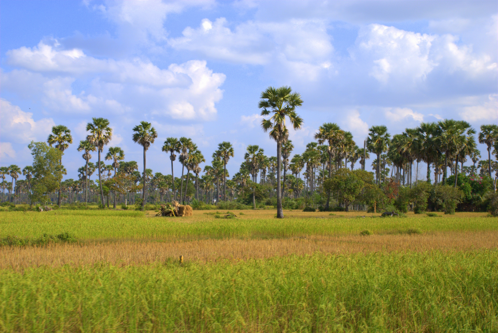 Mienenfelder in Cambodia