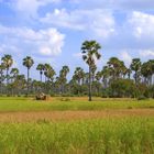 Mienenfelder in Cambodia