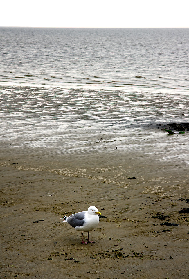 Miese Möwe Mit Meerblick