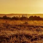 Miesenbacher Heide-Erste Sonnenstrahlen 1