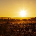 Miesenbacher Heide-Erste Sonnenstrahlen 3