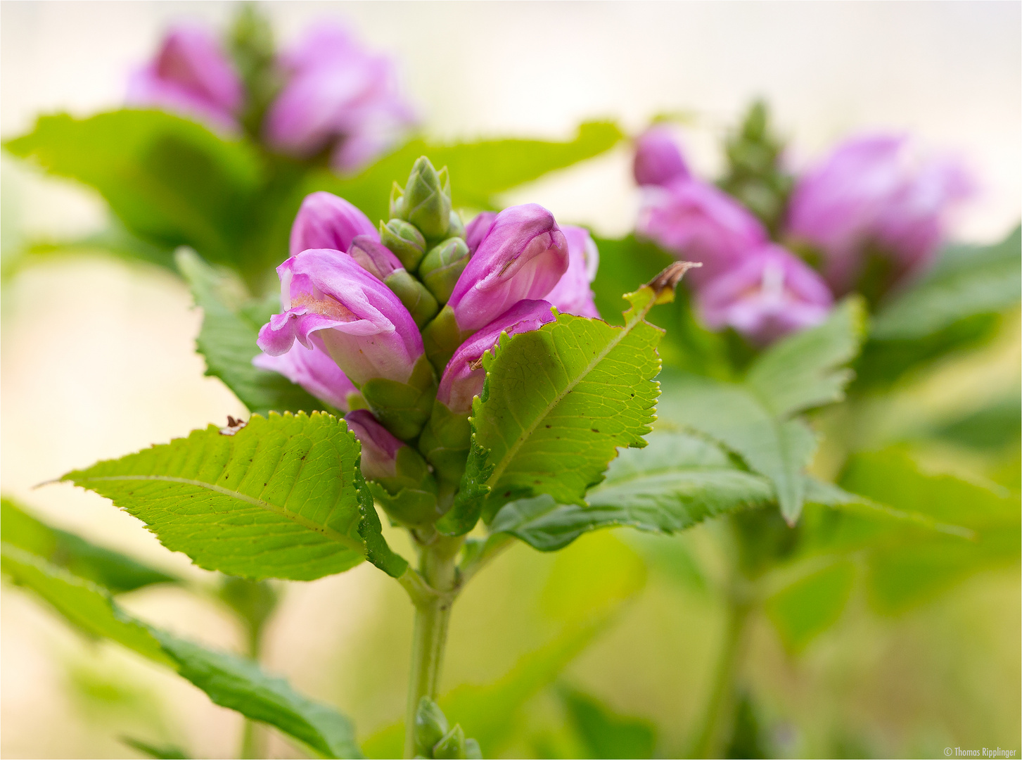 Miesmäulchen (Chelone obliqua)