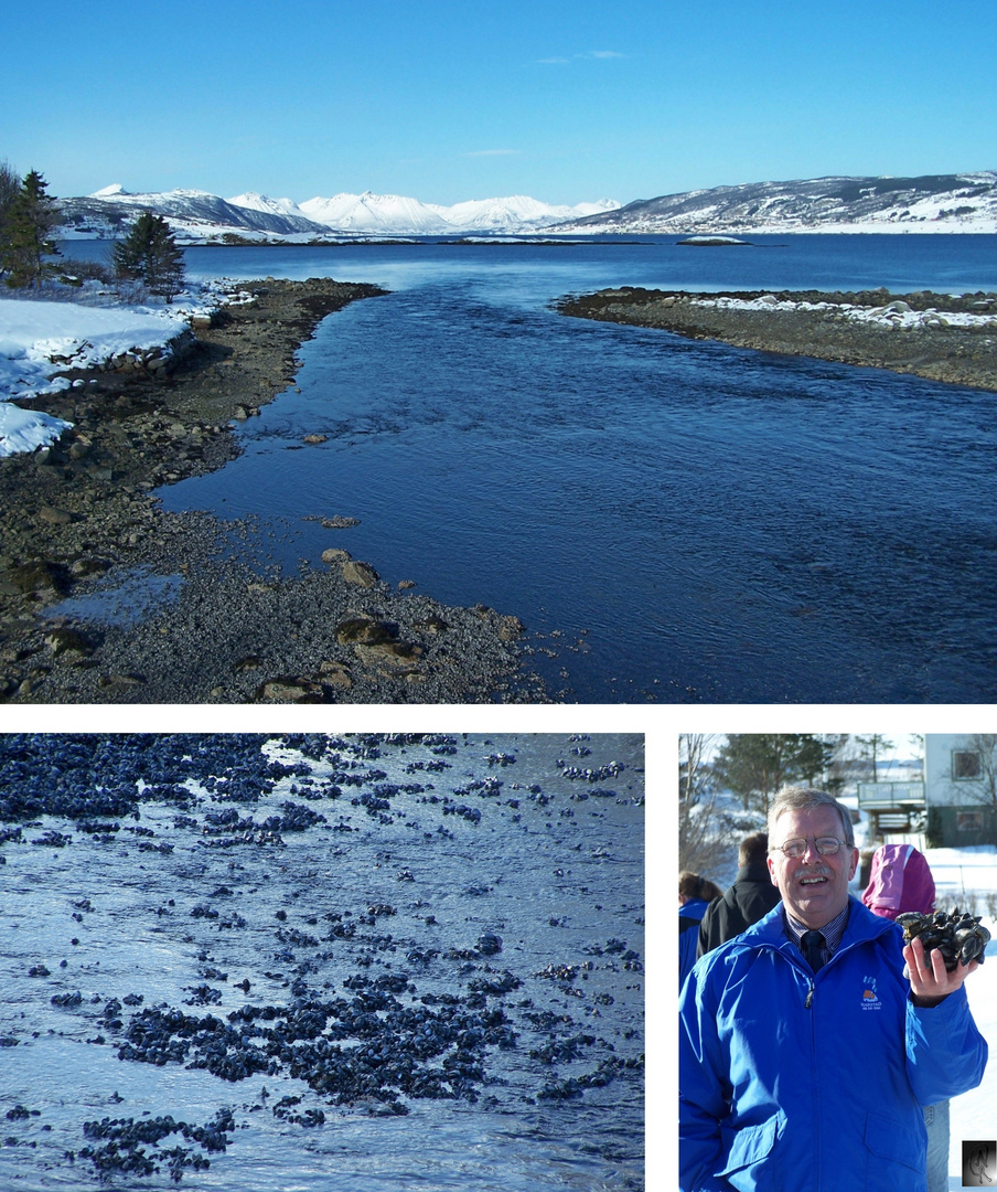 Miesmuschelbänke bei Harstad