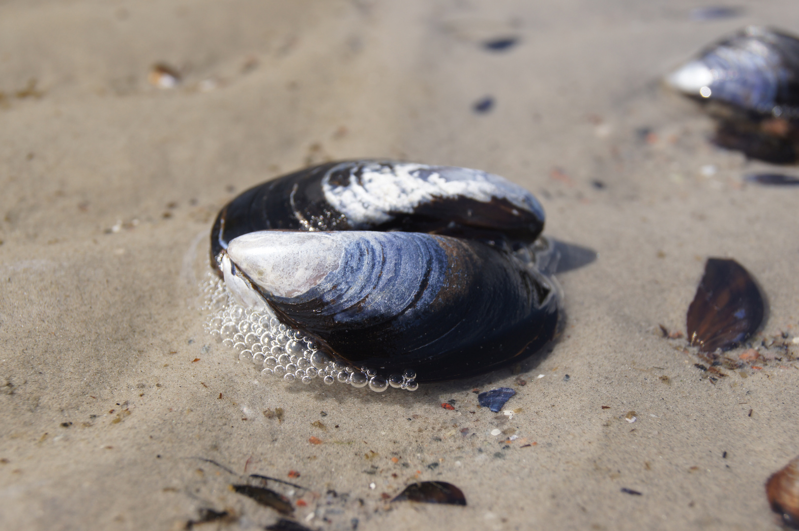 Miesmuscheln Foto &amp; Bild | landschaft, meer &amp; strand, strand Bilder auf ...