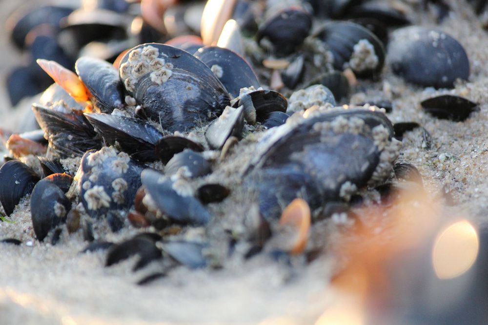 Miesmuscheln 1 Foto & Bild | landschaft, meer & strand, natur Bilder ...